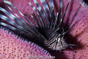 An Uninvited Guest by Henley Spiers 